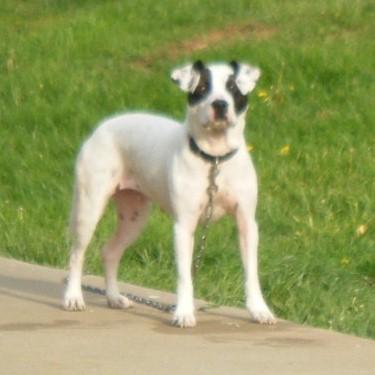 Poseys Southern Belle Pit Bull Front.jpg